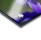 Iris Face Petals Acrylic print
