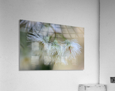 White Eucalyptus Flowers Acrylic Print