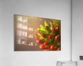 Cactus Romance Acrylic Print