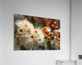 Spring Eucalyptus Flowers Acrylic Print