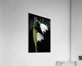 Spring Snowdrop Flowers Acrylic Print
