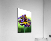 Lacy Pansy Acrylic Print