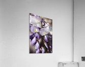 Wisteria Acrylic Print