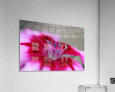 Dianthus Flower Acrylic Print