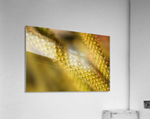 Cactus Spikes Acrylic Print