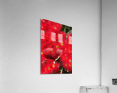 Australian Native Eucalyptus Acrylic Print