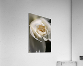 Soft White Rose Acrylic Print