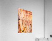 Eucalyptus Bark And Patterns Acrylic Print