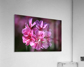 Geranium In Pink Acrylic Print