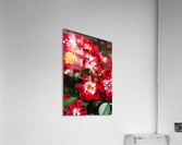 Carpet Roses Acrylic Print