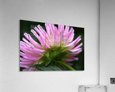 Dahlias Pink Side Acrylic Print