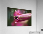 Lily Bud Acrylic Print