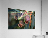 Gum Nuts  Acrylic Print