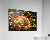 Grevillea Superb Acrylic Print