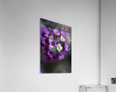 Allysium Flowers Acrylic Print