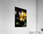 Daffodil Delight Acrylic Print