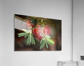 Bottlebrush Flower Acrylic Print