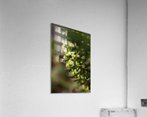 Succulent Acrylic Print