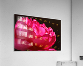 Hot Pink Rose Acrylic Print