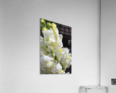 White Snapdragon Flowers  Acrylic Print