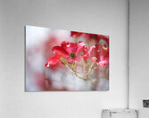 Soft Flowering Dogwoods Acrylic Print