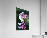 Corkscrew Vine Flower Acrylic Print