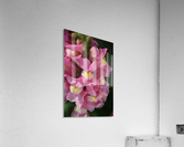Snapdragon Pink Acrylic Print