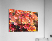 Orange Flower Display Acrylic Print