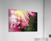 Gladiolus Petals Acrylic Print