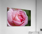 Pink Rose Acrylic Print