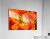 Orange Rose Acrylic Print