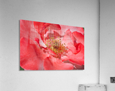 Red Rose Middle Acrylic Print