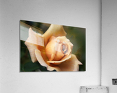 Julias Rose Acrylic Print