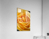 Orange Rose Heart Acrylic Print