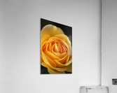 Orange Rose Delight Acrylic Print