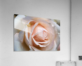 Rose Love Acrylic Print