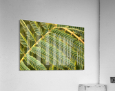 Fern  Acrylic Print