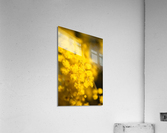 Wattle Tree Flowers Acrylic Print