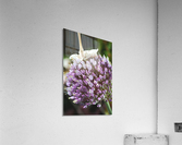 Garlic Flower Acrylic Print