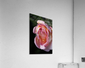 Pink and Orange Rose Acrylic Print