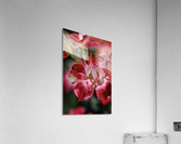 Carpet Roses Red Acrylic Print