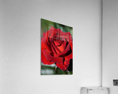 Hot Chocolate Rose Acrylic Print