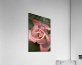 Apricot Rose Acrylic Print
