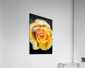 Bright Yellow Rose Acrylic Print