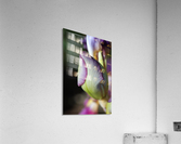 Purple Iris Bud Acrylic Print