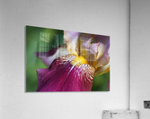 Purple Iris Acrylic Print