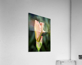 Peach Iris Bud Acrylic Print