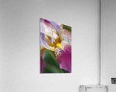 Purple Iris Flower Acrylic Print