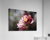 Ixia Flower Acrylic Print