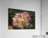 Small Protea Flowers Acrylic Print